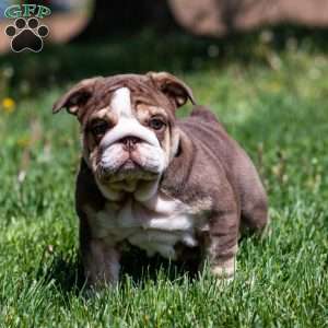 Marina Mocha, English Bulldog Puppy